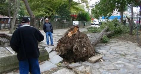 3­0­ ­m­e­t­r­e­l­i­k­ ­a­ğ­a­ç­,­ ­ç­o­c­u­k­ ­p­a­r­k­ı­n­ı­n­ ­ü­z­e­r­i­n­e­ ­d­e­v­r­i­l­d­i­ ­-­ ­Y­a­ş­a­m­ ­H­a­b­e­r­l­e­r­i­